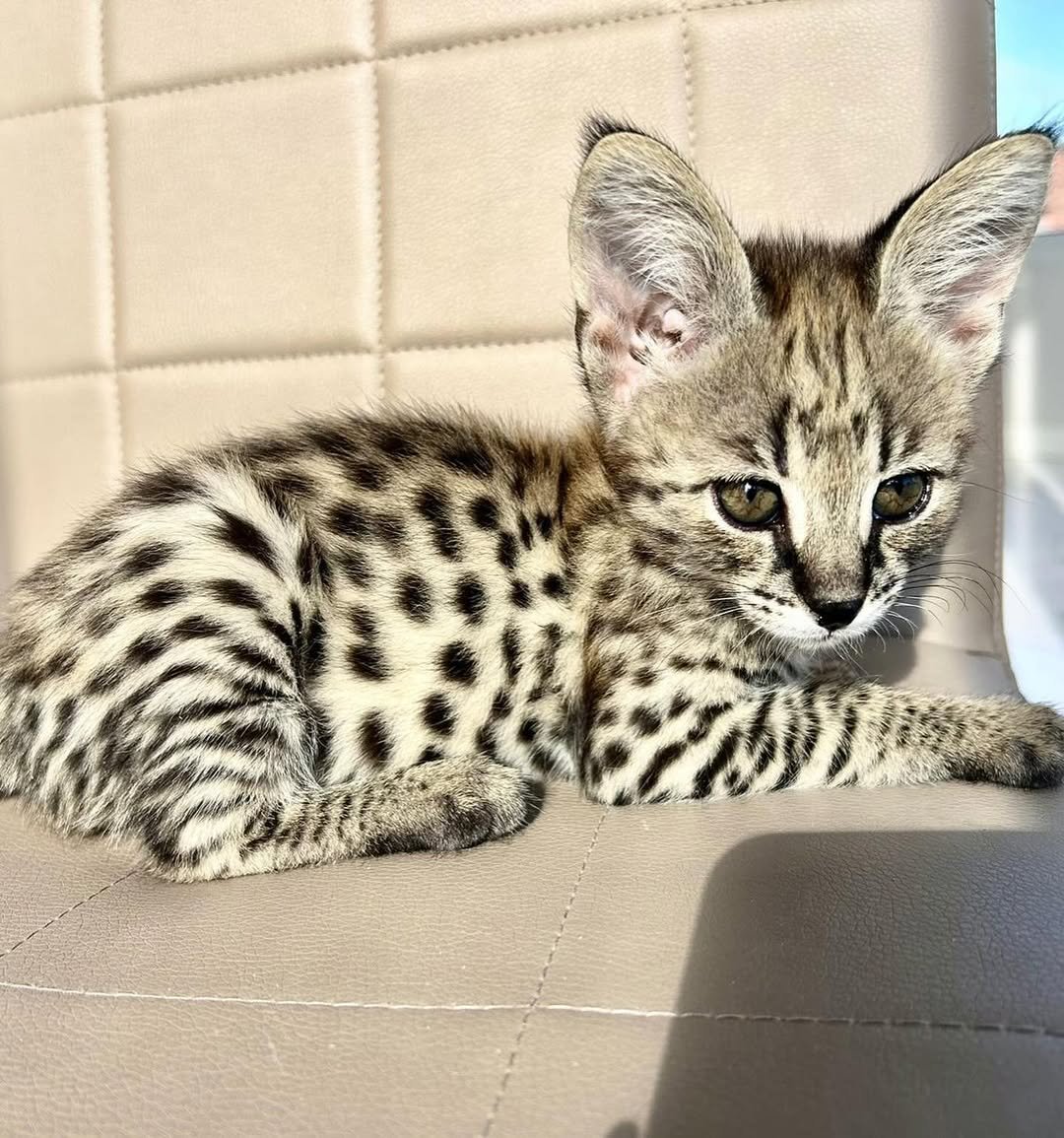 Male F1 Savannah kitten