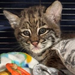 Flex - Male bobcat kitten