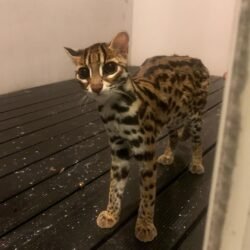 Carl - Male Ocelot kitten