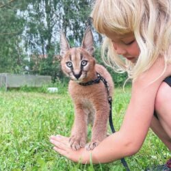 Panda - Male Caracal kitten