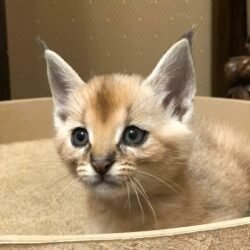 Simplest - Female F1 Caracal kitten