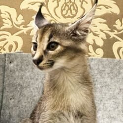 Figo - Male Caracat kitten