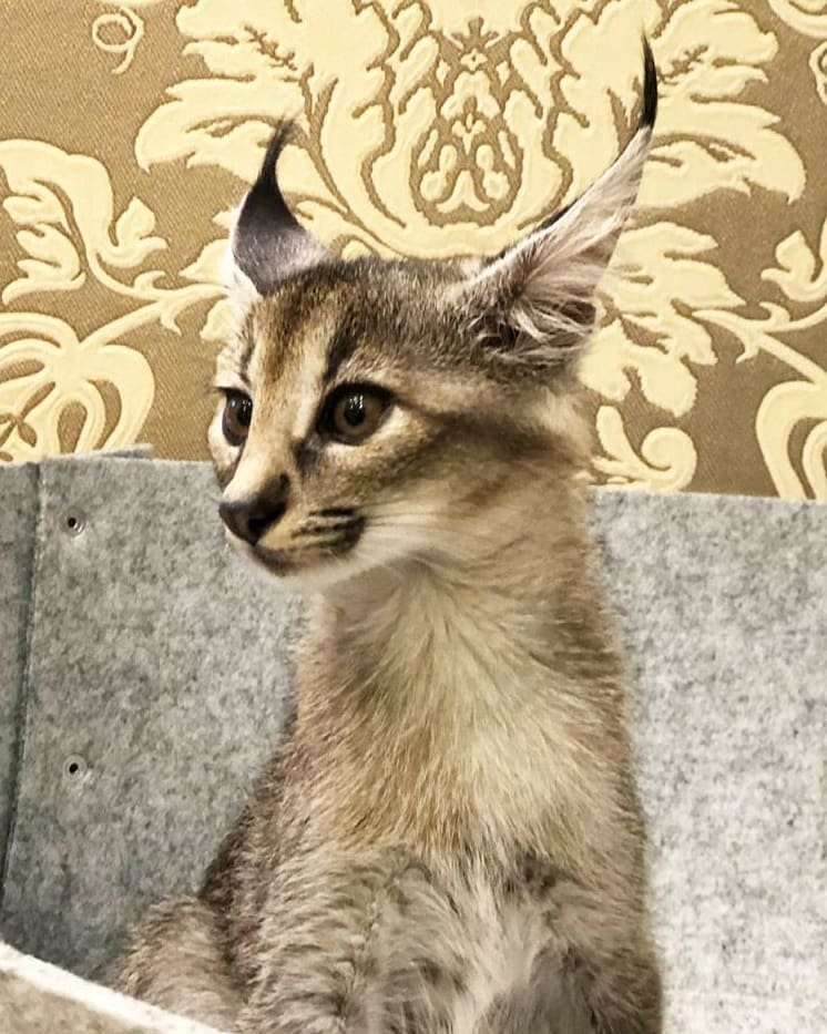 Figo - Male Caracat kitten