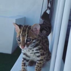 Kansas - Male Ocelot kitten