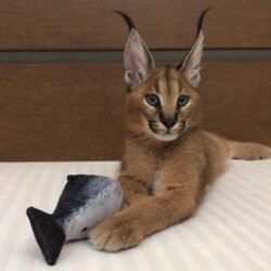 Panda - Male Caracal kitten