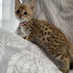 Charity - Female F1 Savannah