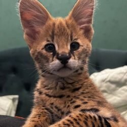 Teddy - Male Serval Kitten