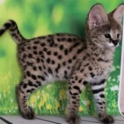 Denver - Serval Kitten