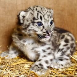 Stranger - Male Snow Leopard cub