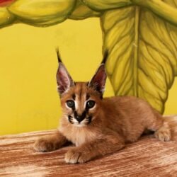 Miss Tee - Female Caracal kitten