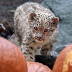 Stranger - Male Snow Leopard cub