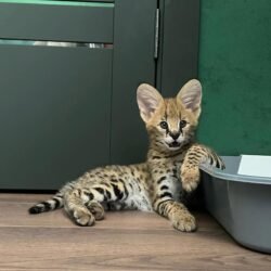 Eli - Female Serval kitten