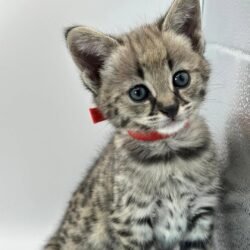 Happy - Male F1 Savannah