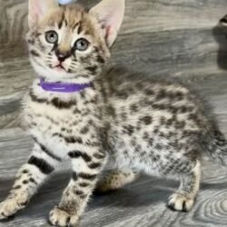 Stella - Female F1 Savannah