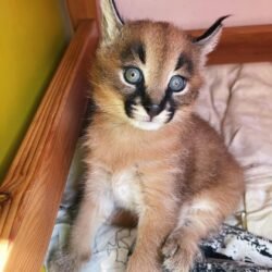Leo - Male Caracal kitten