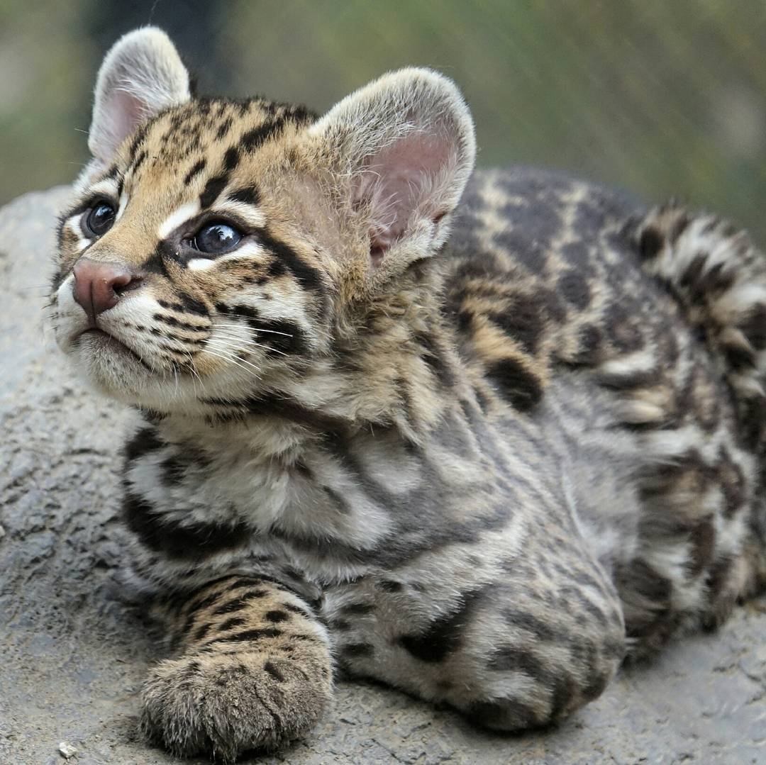 Target - Male Ocelot