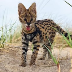 Blake - Male Serval